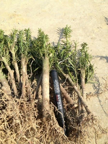 供應(yīng)曼地亞紅豆杉苗批發(fā)報(bào)價(jià)