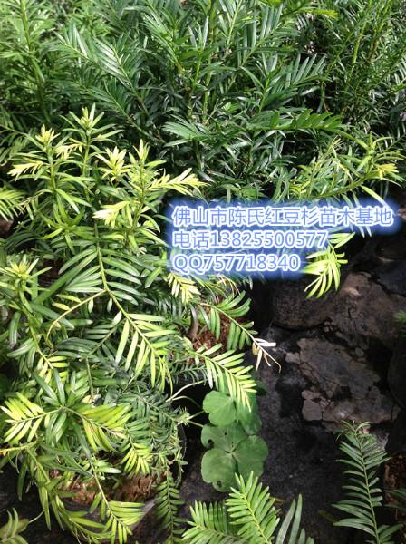 供應(yīng)南方紅豆杉盆景苗供應(yīng)電話