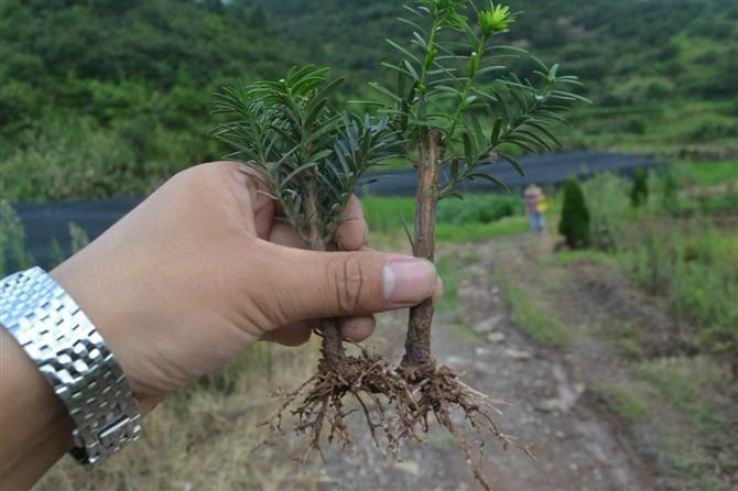 供應(yīng)紅豆杉盆景樹苗價(jià)錢多少