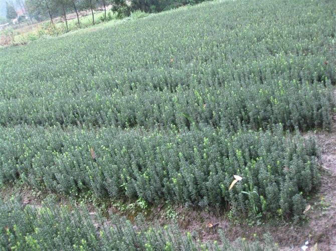 供應紅豆杉盆景苗圃