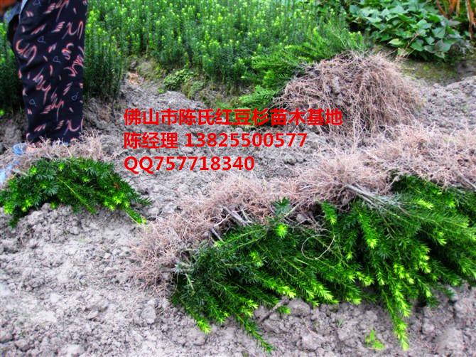 供應(yīng)曼地亞紅豆杉樹(shù)苗種植