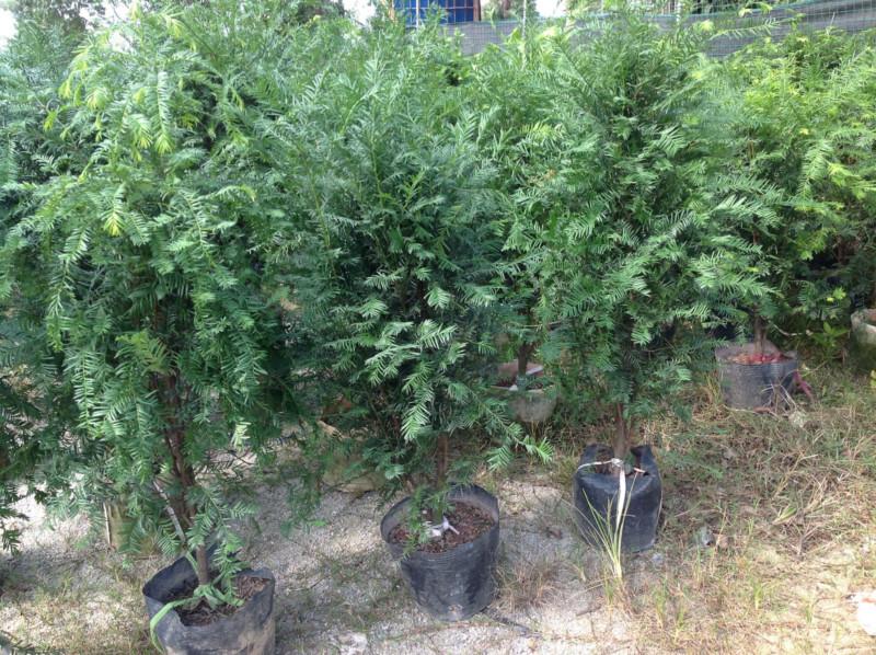 南方紅豆杉盆景供應(yīng)電話圖片