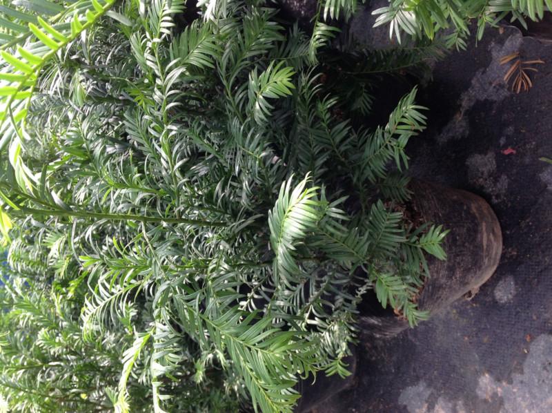 南方紅豆杉盆景苗供應圖片