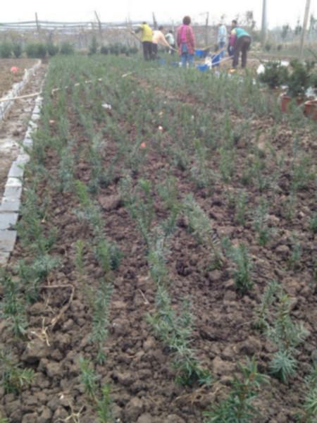 供應(yīng)*曼地亞紅豆杉樹苗批發(fā)