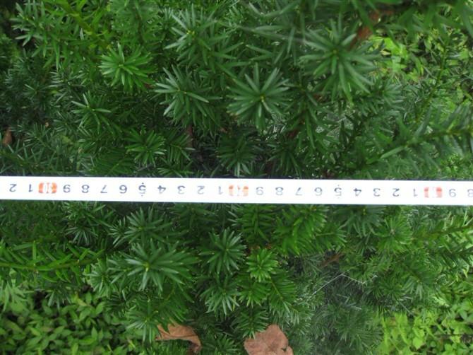 曼地亞紅豆杉廠家批發(fā)零售圖片