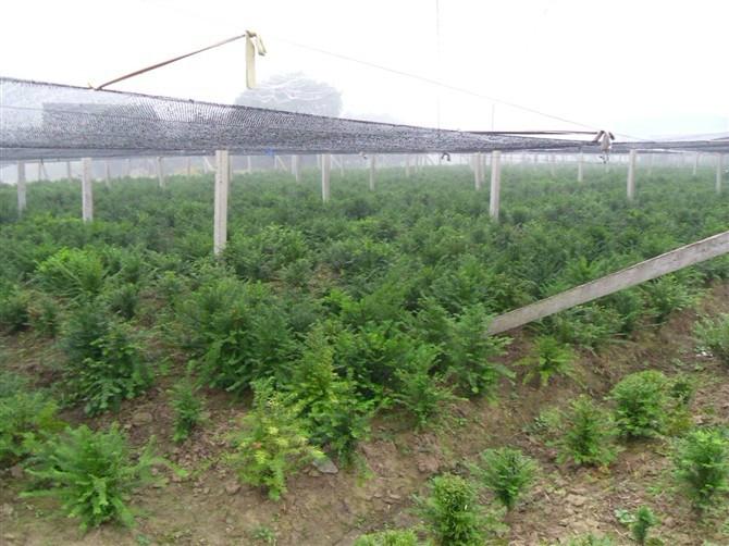 供應(yīng)紅豆杉盆景樹(shù)苗供應(yīng)商