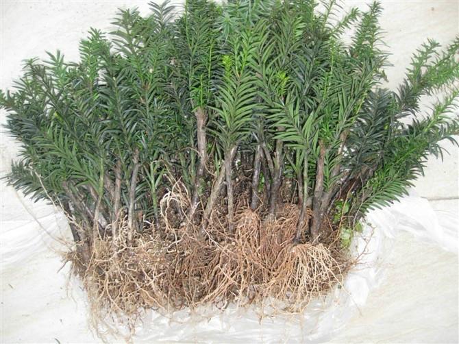 供應(yīng)*曼地亞紅豆杉樹苗批發(fā)