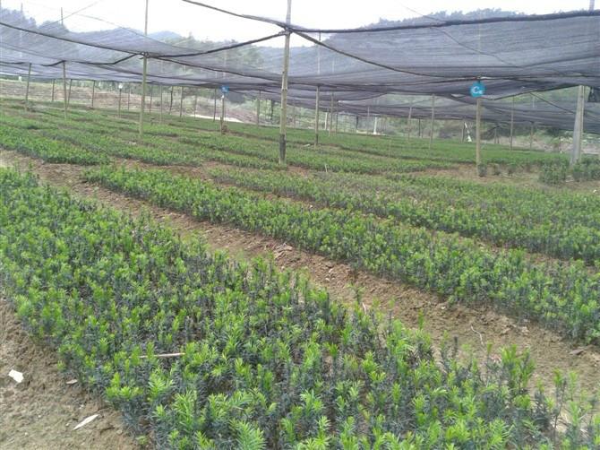 供應(yīng)曼地亞紅豆杉樹苗種植