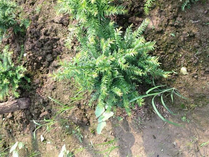 供應(yīng)南方紅豆杉盆景苗基地