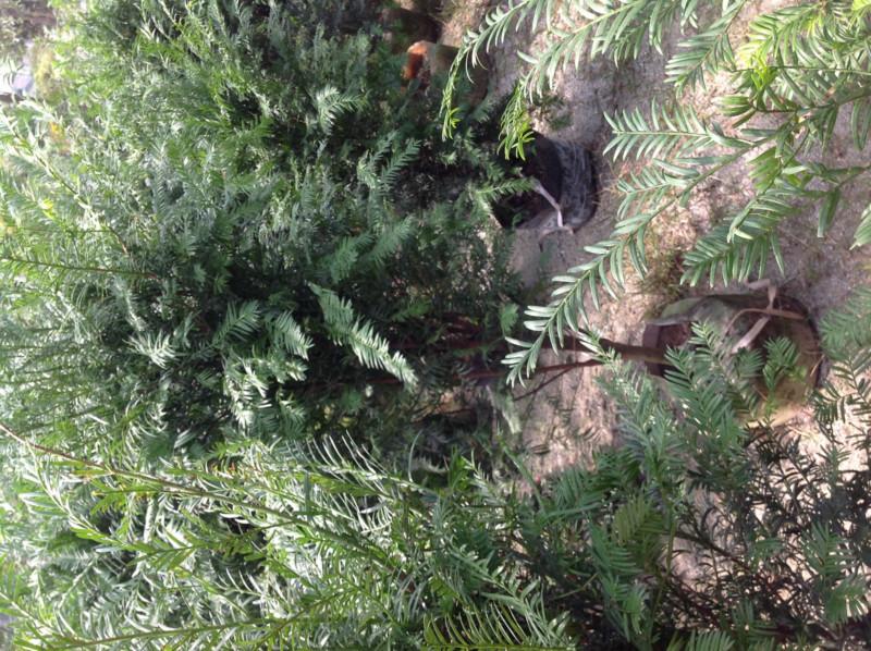 紅豆杉盆景圖片/紅豆杉盆景樣板圖 (2)