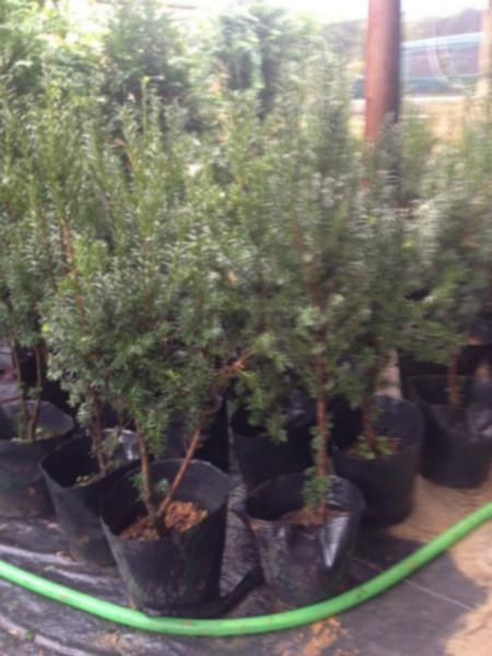 曼地亞紅豆杉袋裝小盆景圖片