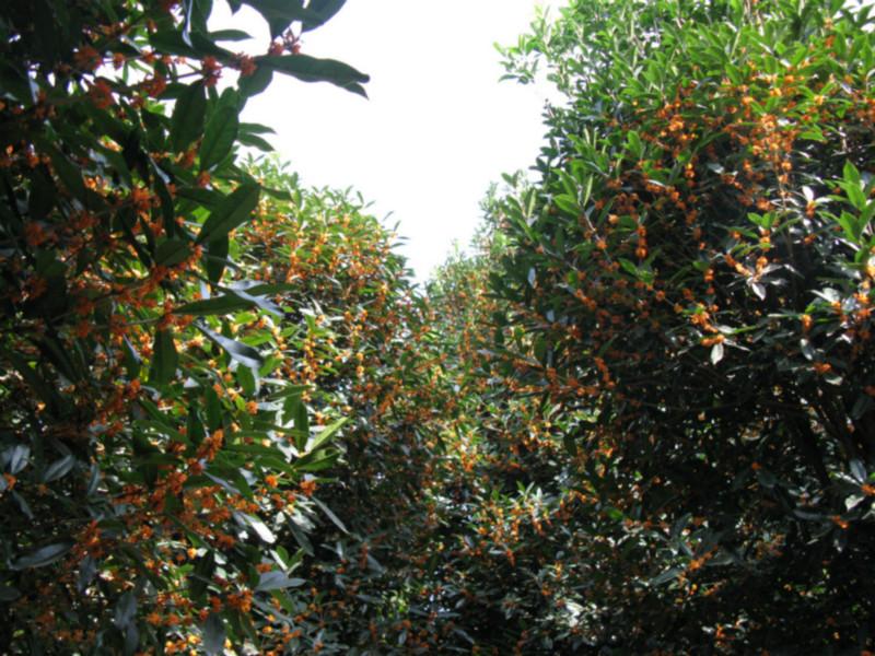 供應福建早紅桂哪里有