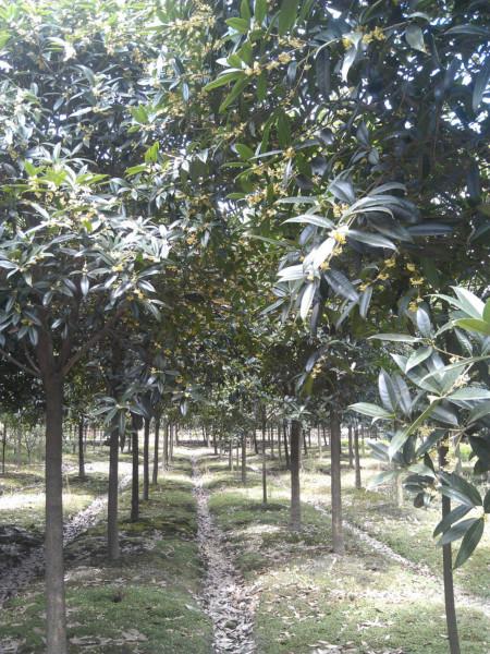 供應(yīng)廣西哪里有6-7-8公分速生金桂