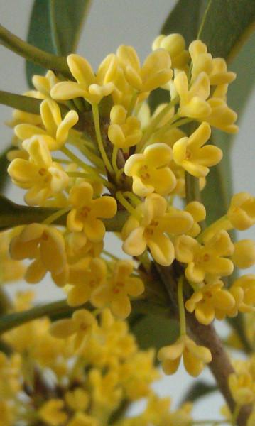 供應(yīng)黑皮桂及長(zhǎng)柄金桂成都哪里有