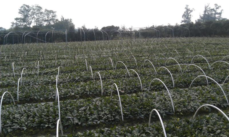 供應(yīng)長(zhǎng)柄金桂小苗