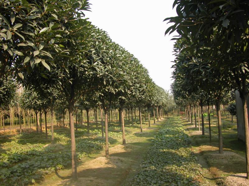 供應安徽長柄金桂提供