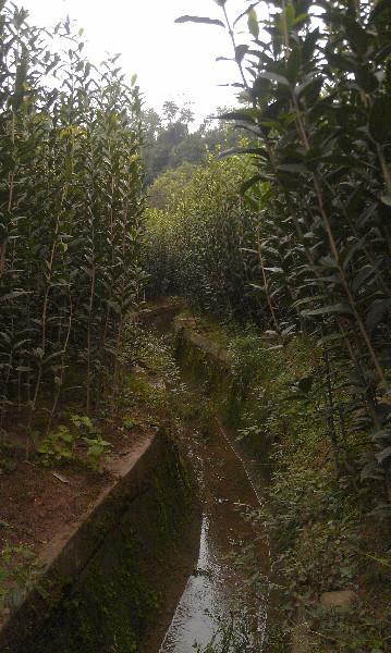 供應(yīng)速生金桂2米條苗專業(yè)生產(chǎn)商