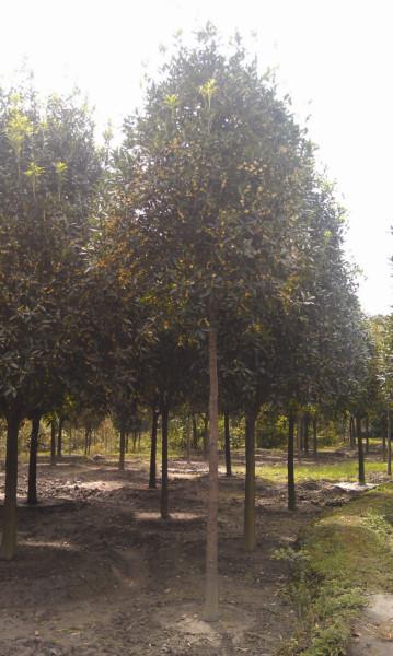 供應(yīng)3米分枝桂花