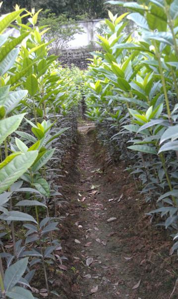 供應(yīng)速生金桂2米條苗專業(yè)生產(chǎn)商