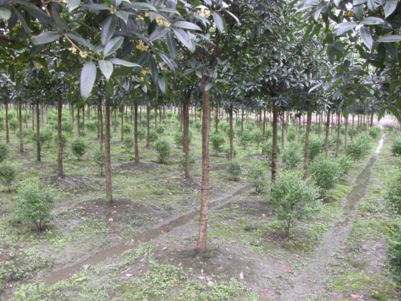 供應(yīng)提供江蘇速生金桂苗