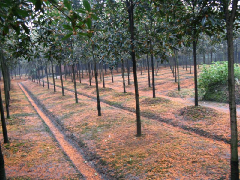 供應(yīng)*早紅桂