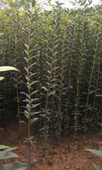 供應(yīng)速生金桂2米條苗價格