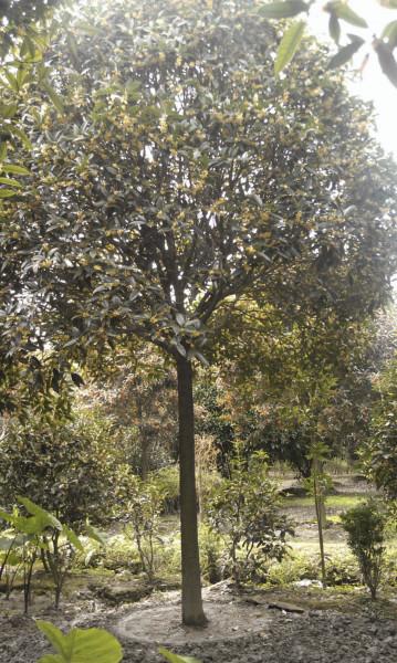 江蘇高分枝桂花圖片