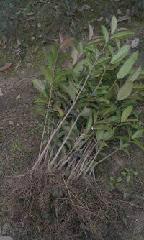 供應(yīng)高分枝桂花-高分枝桂花直銷-高分枝桂花批發(fā)