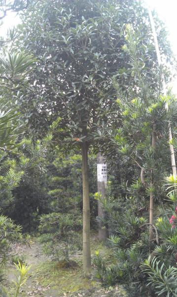 供應湖北高分枝桂花哪里找