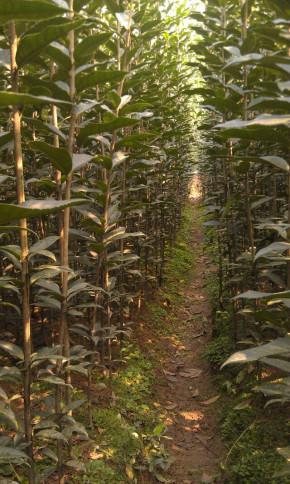 供應(yīng)浙江金華桂花長柄金桂及黑皮桂