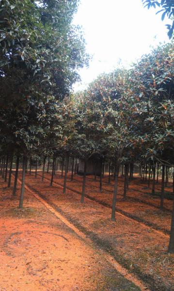 供應貴州哪里有早紅桂