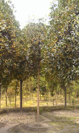 供應成都高分枝桂花