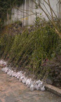 供應(yīng)貴州提供速生金桂