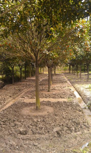 供應浙江金華速生金桂6-7-8