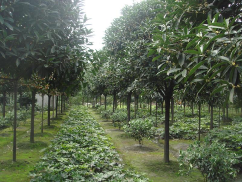 供應長柄金桂生產(chǎn)商