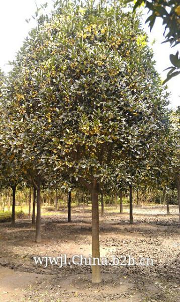 供應新品種園速生金桂