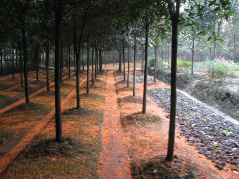 供應(yīng)早紅桂價(jià)格