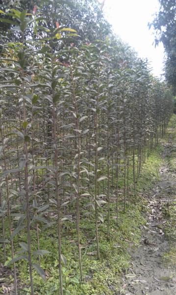 供應(yīng)新品種桂花長柄金桂