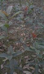 供應(yīng)高分枝桂花-高分枝桂花直銷-高分枝桂花批發(fā)