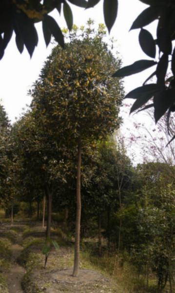 成都高分枝桂花圖片