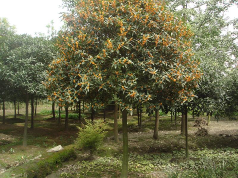 供應(yīng)廣東哪里有馥桂賣