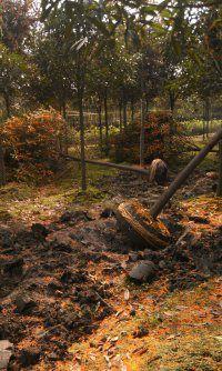 供應(yīng)早紅桂高分枝找成都桂花新品種園