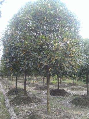 供應(yīng)湖南6-7-8公分速生金桂