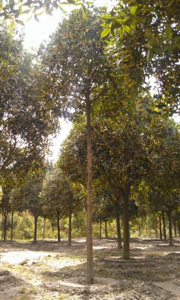 供應湖北高分枝桂花哪里找