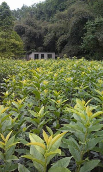 供應(yīng)湖北速生金桂提供