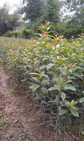 供應(yīng)貴州新品種長(zhǎng)柄金桂