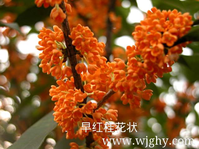 供應(yīng)河南南陽有早紅桂賣