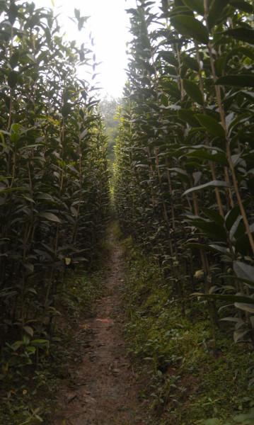 供應(yīng)江蘇有長柄金桂