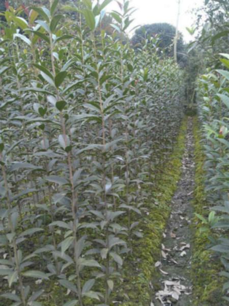 供应江苏桂花苗基地