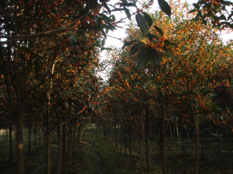 供應(yīng)早紅桂價(jià)格